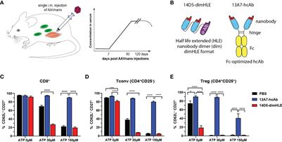 Evaluation of nanobody-based biologics targeting purinergic checkpoints in tumor models in vivo